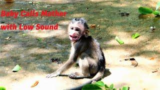 Million Pity! Tiny Baby Monkey  Is Almost Unconscious and Screams With Low Sound After Falling