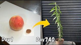 How to revive a dying plant