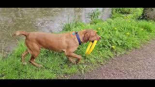 Bailey Dog yellow hoop pink ball bluebells and white wild garlic