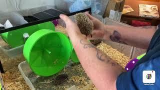 Otsego Hedgehogs Jazmine