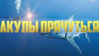 Depth #2 [Акулы Прячуться]