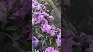 What a beautiful flowers!