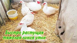 Мои мускусные утки тяжёлой французской линии.