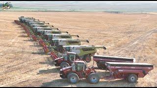 Colorado Wheat Harvest 2024 with 12 Claas Lexion Combines