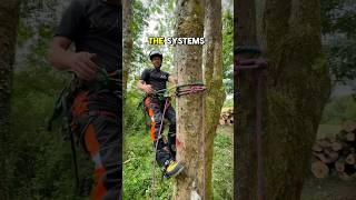 Using a cinching anchor on a leaning stem for easier positioning when cutting. #arborist #treework