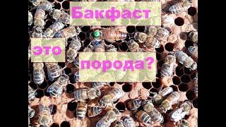 Бакфаст это порода? #бакфаст