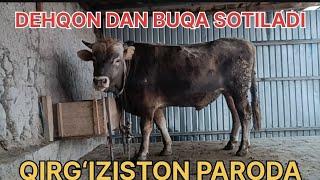 Dehqon dan buqa sotiladi Qirg‘iziston paroda