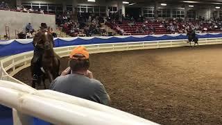 SAVAGE LIKE DOG FIGHTING- Big Lick"TN Walking Horses -Western NC AG Center, Asheville, NC 10/09/2021