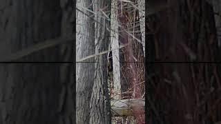 See You Again | Sniper In The Trees | Airsoft Sniper #SHORTS