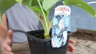 Hosta Sieboldiana Elegans - The Secret Gardening Club