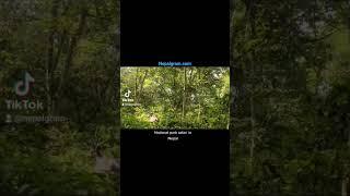 National park safari in Nepal  connect with trekking or expedition in Himalayas