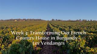 Week 3: Transforming Our French Country House in Burgundy – Les Vendanges