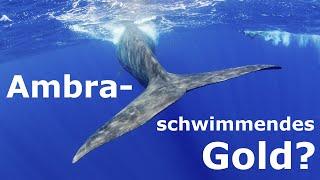 Ambra - schwimmender Kot oder doch schwimmendes Gold? Wo findet man es? Was muss man wissen?