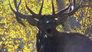Answer the Call -- Rocky Mountain Elk Foundation