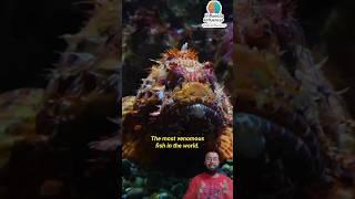 Stonefish  the venomous creature of ocean#shorts #fish#venomous
