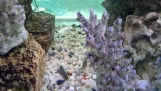 sample video from Umi Plus / camera test - fish 1