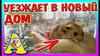 Хомяк с ПОМОЙКИ переезд в НОВЫЙ ДОМ / DIY - Как обустроить КОНТЕЙНЕР для хомки / Alisa Easy Pets