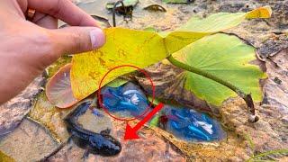 Wow!! Wonderful Day Catch And Found Halfmoon Betta Fish And Lovely Betta Fish In Rice Field