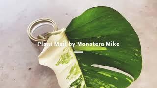 Monstera Albo - How to package a plant with style!!!