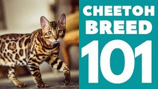 The Cheetoh Cat 101 : Breed & Personality