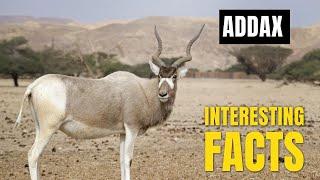 Amazing facts of Addax | Interesting Facts | The Beast World