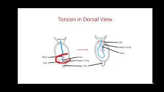 Torsion in Gastropoda