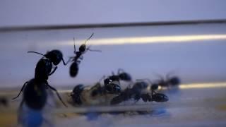 6 Queen Ants in a colony! Update Video July 2018