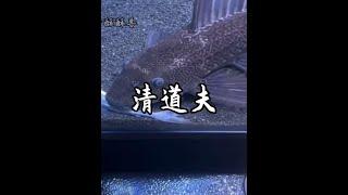 清道夫為什麼人人喊打呢！#神奇動物在抖音 #野生動物零距離 #清道夫