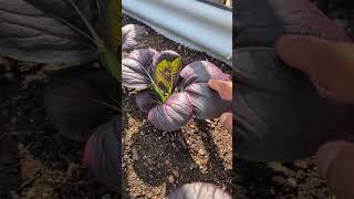 Harvest Bok Choy Every 4 Days Like This ! #amazing #gardening #greentgarden