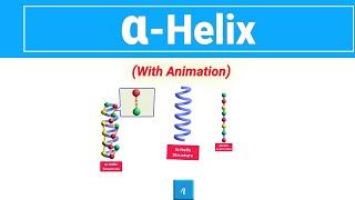 Alpha Helix (with animation)