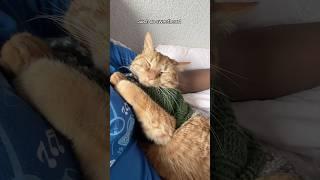 I made my cat a sweater  this was his reaction 