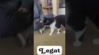 Video of adoptable pet named LEGAT FCID# 04/14/2023 - 104 Willow Grove