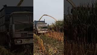 Заготовка силоса #колхоз #комбайн #farming #трактор #сельскоехозяйство #механизатор #agriculture