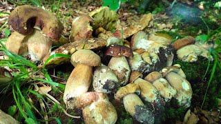 Поляни Білих Грибів ПРИКАРПАТТЯ.Рorcini mushrooms of the Carpathians 27.06.2021