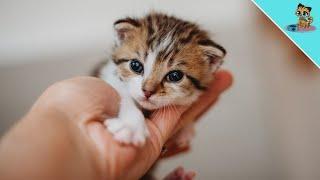 The First Weeks Of A Kitten's Life | Growing Kittens