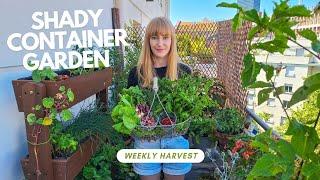 Harvest With Me Fruit, Veg & Herbs From My Shady Balcony Garden