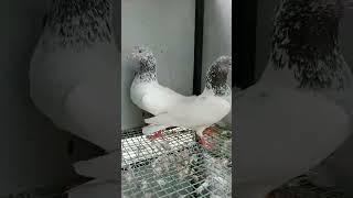 Srilankan timing pigeons high flight pigeons # muli sujee