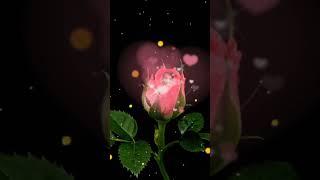 MD MONIR