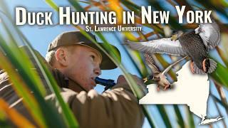 Duck Hunting a Marsh for Black Ducks & Mallards in New York