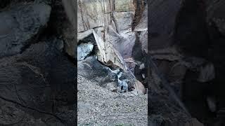 Casting an Ant Colony in a Stump with Molten Aluminum (Cast #121) #shorts