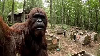 Bigfoot Vlogs - Compilation #2