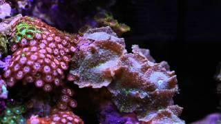 Eco Pico Reef 1 by Aquarium Design Group