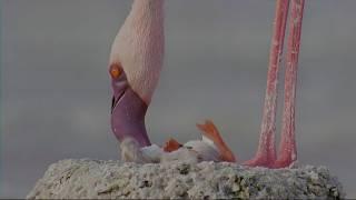 Flamingo chicks struggle for life in harsh conditions.