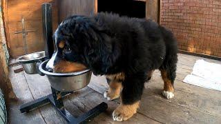 Щенок- пылесос. Бернский Зенненхунд, 2 месяца.Puppy-vacuum cleaner. Bernese Mountain Dog, 2 months.