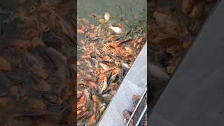 #teribaatonmeinaisauljhajiya  #fishing #zoo