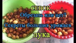 Севок обрезать  или нет?  Секреты большого урожая лука