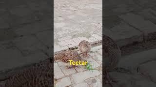 #teetar #teetarkashikar #teetarkiawazfemale #shortsfeed #birds #blackfrancolin