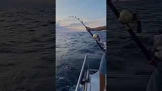 Ruben's First Marlin #fishing #travel #Marlin #viral #shorts #lighttackle #montage #amazing #sailing