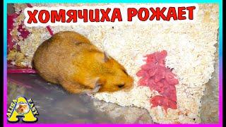 РОДЫ  хомяка Булочки пошли не по плану / Сколько родилось хомячат? / Alisa Easy Pets