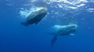 Mauritius February 2024. Swimming with whales. Boat trip with friends